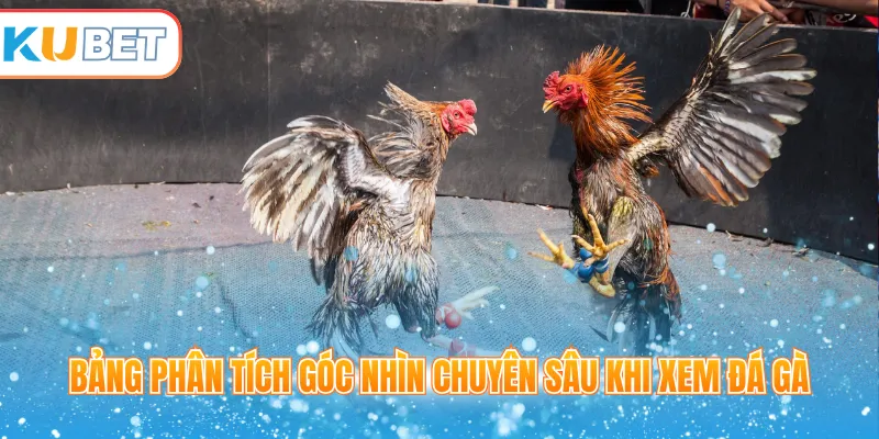 Bảng phân tích góc nhìn chuyên sâu khi xem đá gà