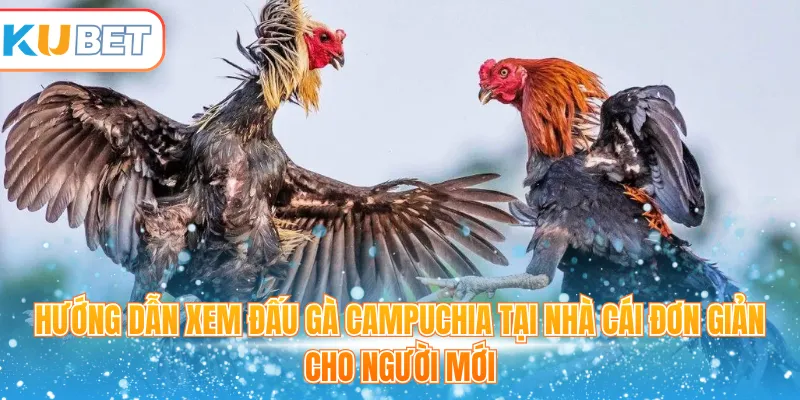 Hướng dẫn xem đấu gà Campuchia tại nhà cái đơn giản cho người mới 
